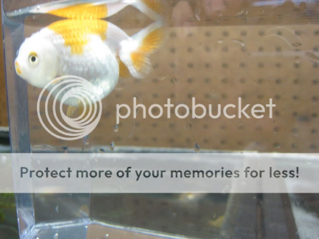 Egg bound or a big problem???? Site for Goldfish Keepers