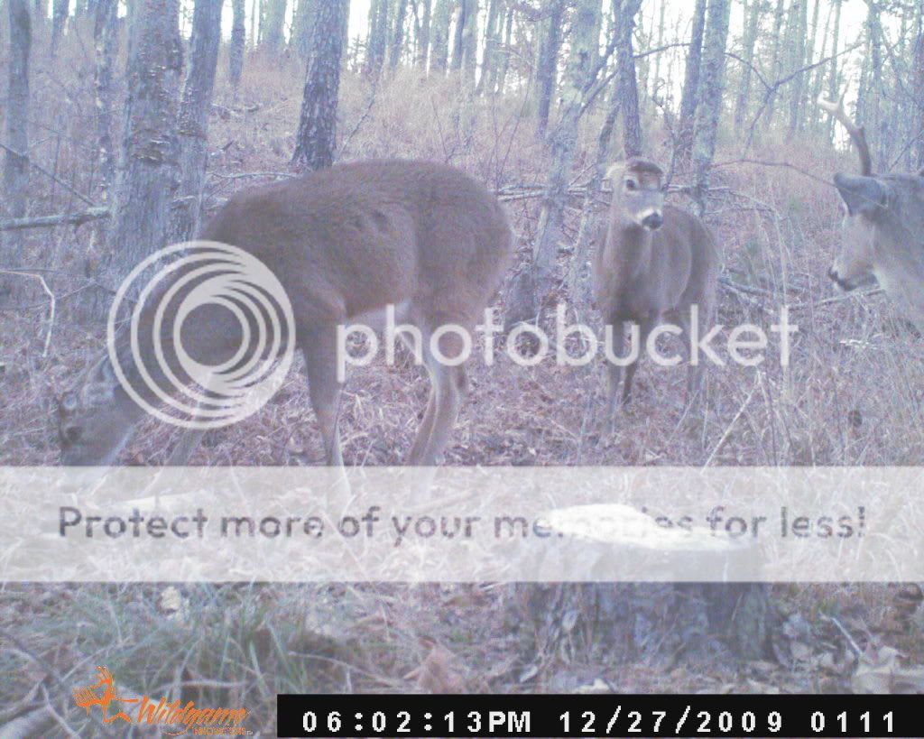 Winona WMA Arkansas Hunting