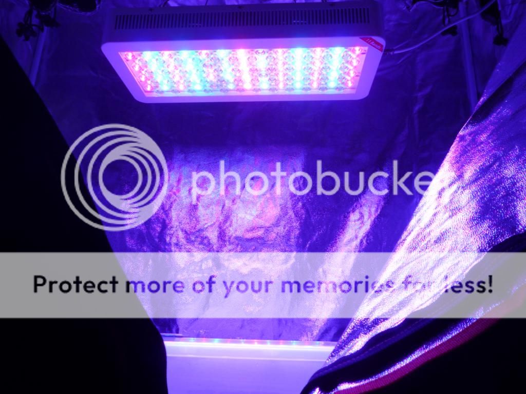 First Grow with 300W Advanced Platinum LED Grow Light Rollitup