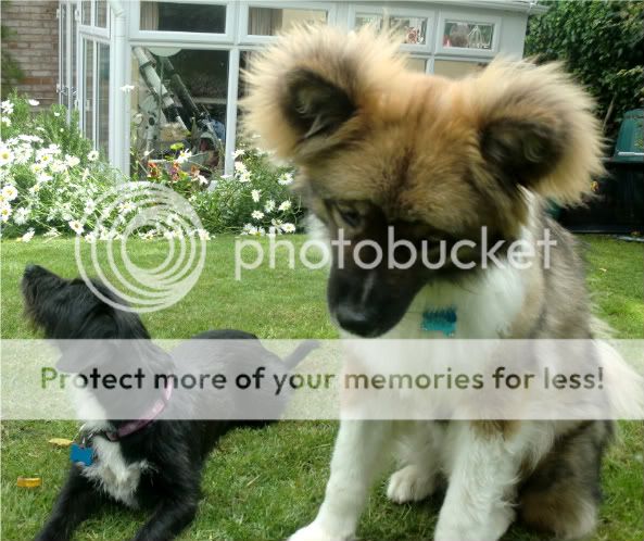 Long Haired Akita