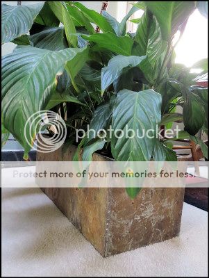 photo Planter_zps745c4901.jpg