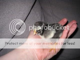 IMG_1806.jpg